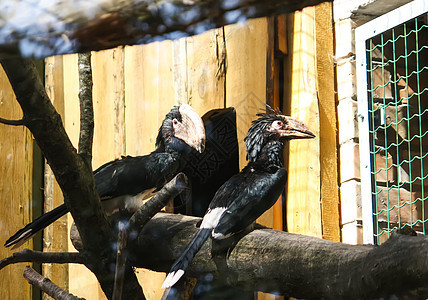捕食鸟小号旁观者蟾科热带动物园情调环境野生动物公园水果图片