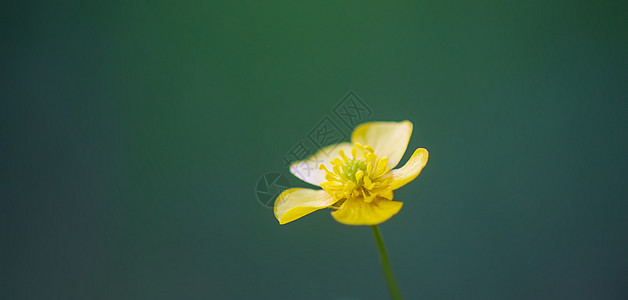 绿色模糊的自然背景下的黄花 春草地上的玉米奶油花植物 (注 )图片