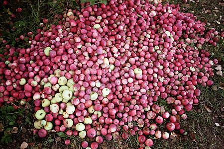 花园里新鲜的成熟苹果图片