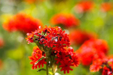 的红花 马耳他十字在夏季花园种植园艺花艺草本植物植物园花序植物群燃烧公园农业花坛背景图片