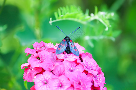 阳光下有康乃馨的花朵 六点小火鸡Zygaena 菲奥本露拉   一个白天飞翔的飞蛾草地农业植物群宏观甲虫蝴蝶刷子花束漏洞农村图片