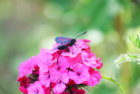 阳光下有康乃馨的花朵 六点小火鸡Zygaena 菲奥本露拉   一个白天飞翔的飞蛾漏洞紫色叶子农村草地花瓣宏观蝴蝶花园甲虫图片
