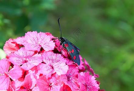 阳光下有康乃馨的花朵 六点小火鸡Zygaena 菲奥本露拉   一个白天飞翔的飞蛾花束甲虫漏洞草地植物群花瓣昆虫刷子农业紫色图片