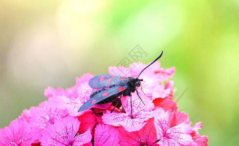 阳光下有康乃馨的花朵 六点小火鸡Zygaena 菲奥本露拉   一个白天飞翔的飞蛾甲虫植物群紫色叶子花园宏观农村花瓣花束漏洞图片