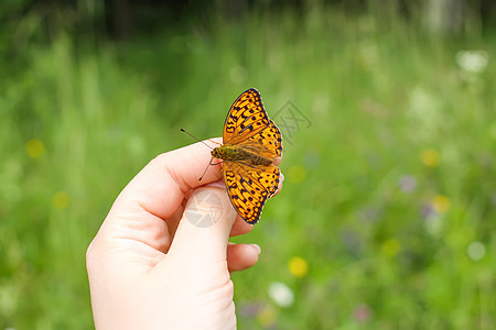 蝴蝶在夏日的大自然背对着手坐着翅膀飞行蓝色君主昆虫宏观手指反射自由女士图片
