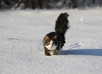 雪上可爱的猫条纹虎斑尾巴白色爪子水平短发绿色生活晶须图片