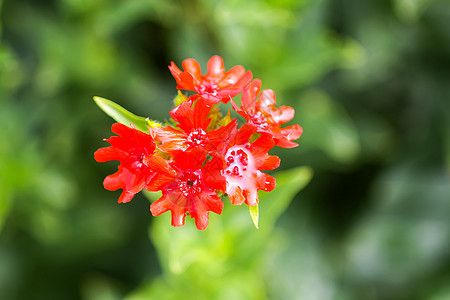 的红花 马耳他十字在夏季花园种植十字公园草本植物花坛园林花艺燃烧荔枝玉髓花序图片