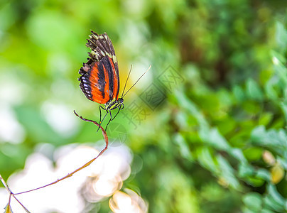热带蝴蝶坐在绿叶上摄影动物君主宏观植物昆虫荒野植物群摄影术叶子图片