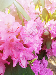 美丽的工厂 春公园里有香味鲜花灌木季节生长公园植物学叶子园艺植物群园林衬套图片