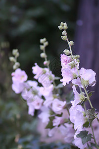 夏季花园中花朵Malva alcea 切碎的billow 或栗色紫色蔷薇药品野花草地玫瑰植物村庄投标图片