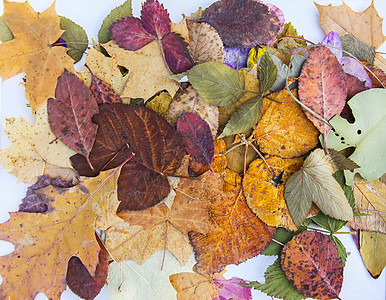 植物标本室页的干燥秋天秋天树叶植物群公园场地森林本馆照片叶子季节橙子日落图片