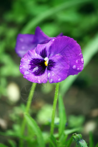 紫色花朵植物群野花蓝色植物草本植物花园宏观三位一体荒野三色图片