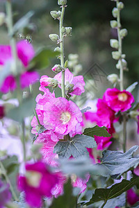 夏季花园中花朵Malva alcea 切碎的billow 或蔷薇紫色栗色药品花瓣草地麝香投标村庄公园图片