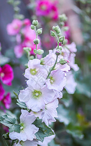 夏季花园中花朵Malva alcea 切碎的billow 或紫色野花麝香叶子村庄玫瑰蔷薇药品种子花瓣图片