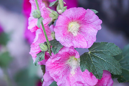 夏季花园中花朵Malva alcea 切碎的billow 或植物叶子玫瑰种子野花草地花瓣药品麝香村庄图片