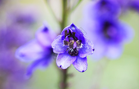 夏季花园的蓝色两栖美丽的花朵环境生态园艺植物学紫色天蓝色植物草本植物蓝花灌木图片