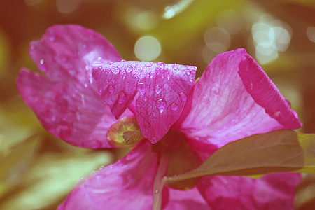 粉色牡丹花美味紫色玫瑰季节礼物植物牡丹植物群美丽花瓣图片