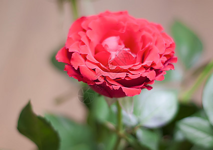 春花本底 美丽的红玫瑰花朵花店花园季节性红色植物群叶子花束粉色绿色郁金香图片