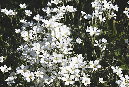 花园中的白野花背景黄色野花植物菊花金子白花绿色花朵背景图片