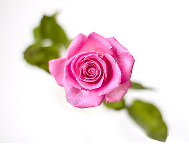 春花背景 美丽的粉红色鲜花花朵花店绿色雏菊花园粉色玫瑰花瓣叶子植物群蝴蝶图片