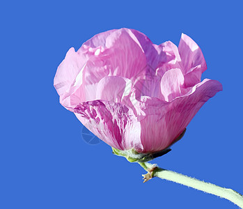 粉红色的锦葵花紫色玫瑰季节植物花瓣花园植物学雌蕊花粉花朵背景图片