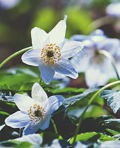 维斯特尔花朵水平白色季节性绿色花瓣植物学生长春花花园季节图片