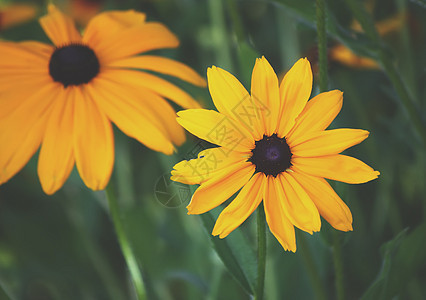 花园里的Rudbeckia叶子香气生长植物荒野植被花瓣菊科季节园艺图片