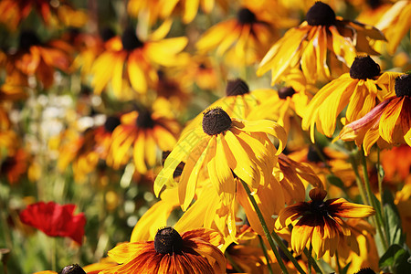 花园里的Rudbeckia叶子园艺植被花瓣植物学植物群植物雏菊生长香气图片