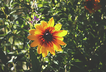 花园里的Rudbeckia生长荒野叶子雏菊香气园艺花瓣植物学植被季节图片