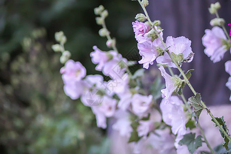 夏季花园中花朵Malva alcea 切碎的billow 或村庄玫瑰野花草地蔷薇栗色叶子花瓣药品投标图片