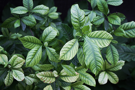 美丽的绿叶巴士绿色环境植物群花园叶子植物学植物生长森林树叶图片