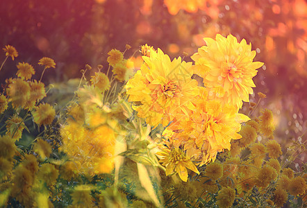 花园里的Rudbeckia荒野雏菊园艺菊科植物群季节香气花瓣植物生长图片