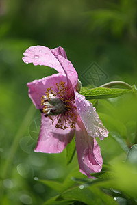 粉色牡丹花美味植物学婚礼美丽植物花瓣紫色玫瑰牡丹礼物图片