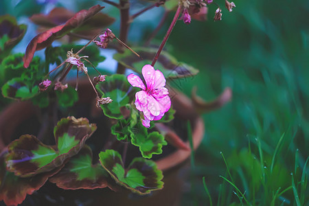 美丽的花朵 粉色图片