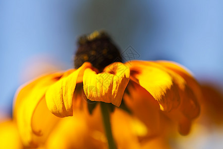 夏季公园的金光菊或黑眼苏珊植物 棕色贝蒂 嘉兰雏菊 金色耶路撒冷 英国牛眼 贫地雏菊花图片