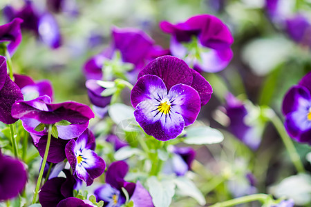 花园中美丽的花 紫花或紫花季节生长公园园艺植物学花瓣场地农业叶子宏观图片