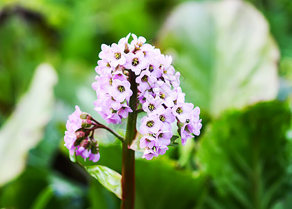 春花花瓣植物群花园植物学灌木宏观园艺公园季节场地图片