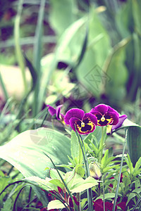 紫色花朵火焰细胞花瓣花园三色蓝色植物草本植物宏观植物群图片