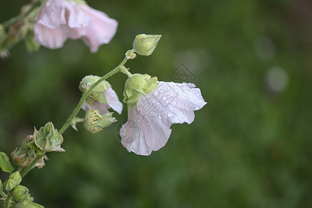 夏季花园中花朵Malva alcea 切碎的billow 或紫色公园花瓣蔷薇叶子种子玫瑰麝香野花药品图片