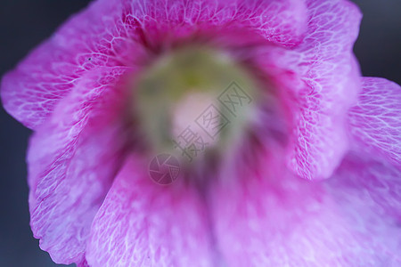 夏季花园中花朵Malva alcea 切碎的billow 或蔷薇花瓣投标叶子栗色紫色麝香药品植物玫瑰图片