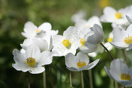 维斯特尔花朵春花绿色季节水平花瓣花园季节性植物学白色生长图片