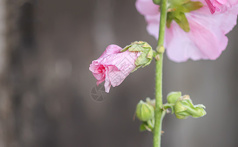 夏季花园中花朵Malva alcea 切碎的billow 或麝香种子草地植物公园栗色野花紫色蔷薇药品图片