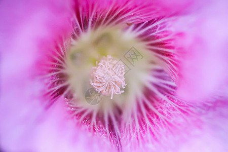 夏季花园中花朵Malva alcea 切碎的billow 或紫色栗色种子玫瑰麝香花瓣村庄野花公园药品图片