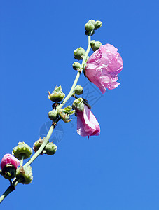 粉红色的锦葵花玫瑰紫色花园花束花瓣花粉花朵草本植物宏观季节图片