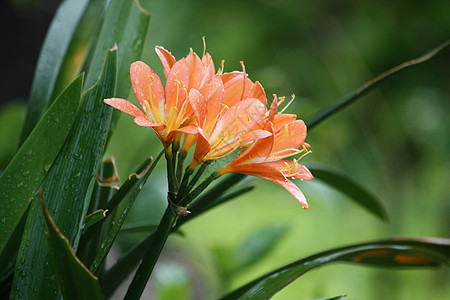 橙莲花美食热带叶子花瓣百合生物黄色绿色雌蕊植物图片