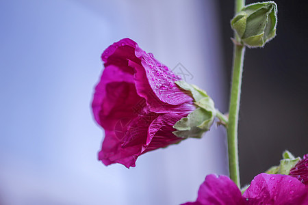 夏季花园中花朵Malva alcea 切碎的billow 或花瓣草地公园蔷薇植物麝香药品种子叶子栗色图片