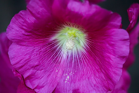 夏季花园中花朵Malva alcea 切碎的billow 或投标栗色药品蔷薇麝香玫瑰花瓣叶子公园野花图片