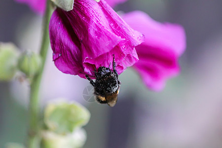 夏季花园中花朵Malva alcea 切碎的billow 或村庄栗色草地玫瑰药品花瓣麝香蔷薇野花叶子图片