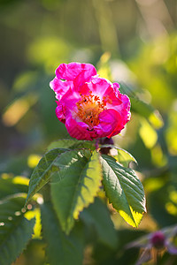 玫瑰种植夏季公园种植的狗玫瑰玫瑰花朵枝条季节花瓣植物学野花花园茄子荒野浆果水果背景