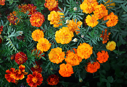 花园的花朵红色季节高山花瓣季节性年度花坛滑梯太阳橙子图片